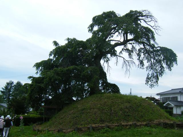 画像: 御代田の一里塚(中山道)