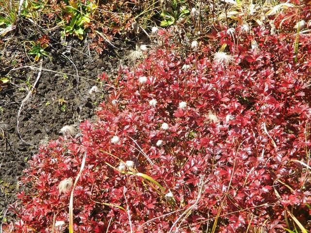 画像2: 9月30日から2日間岡田ガイドのコースで 八幡平・秋田駒ヶ岳 に行ってきました♪