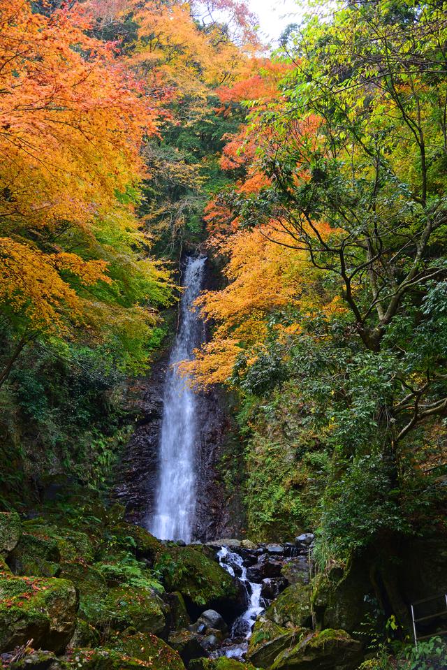 画像: 養老の滝(紅葉の見頃は例年11月中旬~12月上旬)