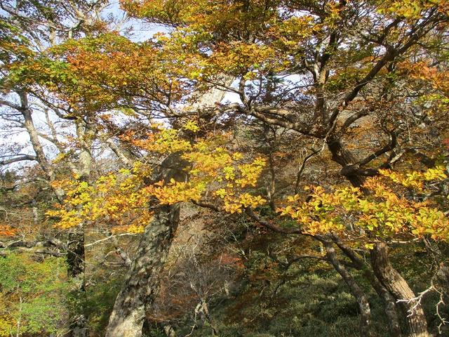 画像4: 先日10月23日より山旅会 大台ヶ原ツアー に行ってきました!