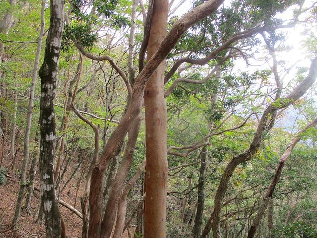 画像3: 11月の山旅会 烏帽子岳からパノラマ台 ツアーの下見に行ってきました!