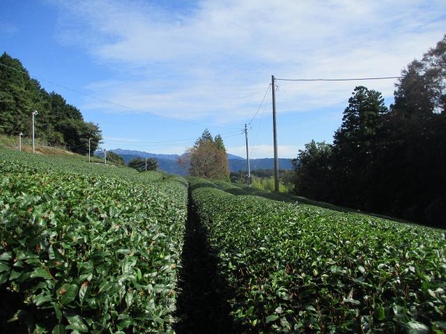 画像2: 10月26日に山旅会 「矢倉岳」 ツアーに行ってきました!