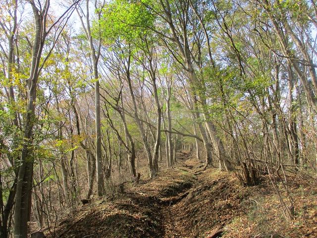 画像6: 10月26日に山旅会 「矢倉岳」 ツアーに行ってきました!