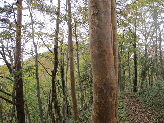 画像6: 11月の山旅会 烏帽子岳からパノラマ台 ツアーの下見に行ってきました!