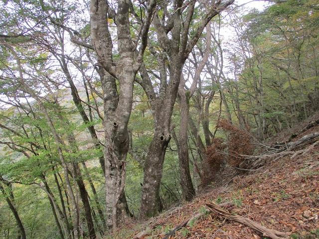 画像4: 11月の山旅会 烏帽子岳からパノラマ台 ツアーの下見に行ってきました!