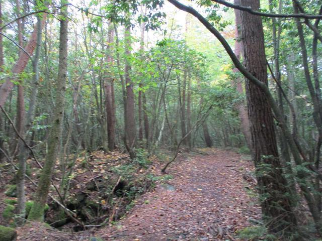 画像2: 11月の山旅会 青木ヶ原樹海と三湖台 ツアーの下見に行ってきました!