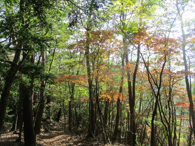 画像4: 11月の山旅会 蛾ヶ岳 の下見に行ってきました!