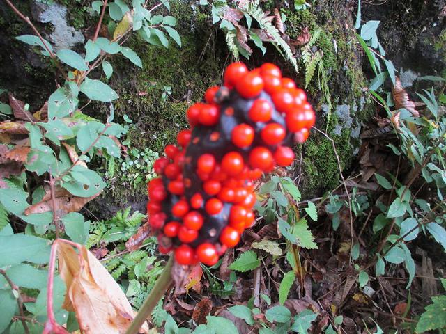 画像5: 11月1日に山旅会 「霊山」 ツアーに行ってきました!