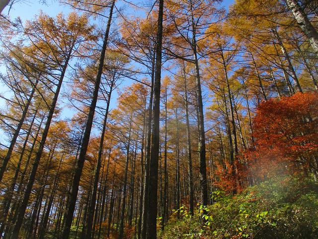 画像4: 11月6日に山旅会 「日向山」 ツアーに行ってきました!