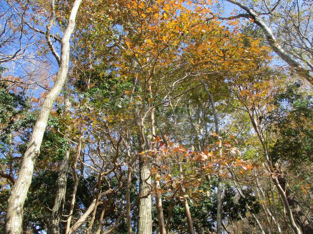 画像2: 11月7日に山旅会 烏帽子岳からパノラマ台 ツアーに行ってきました!