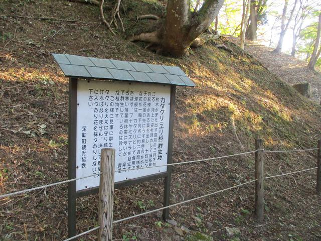 画像4: 11月の山旅会「香嵐渓と鳳来寺山」の下見に行ってきました!
