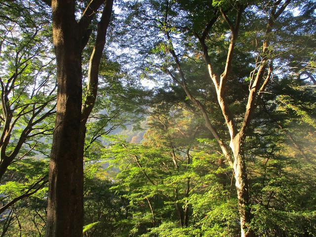 画像6: 11月の山旅会「香嵐渓と鳳来寺山」の下見に行ってきました!