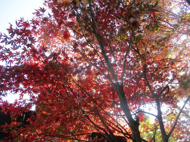 画像7: 本日は日の出山ツアーの下見のご報告です!