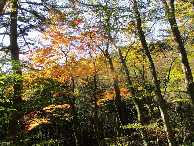 画像9: 11月14日に山旅会 八溝山 ツアーに行ってきました!