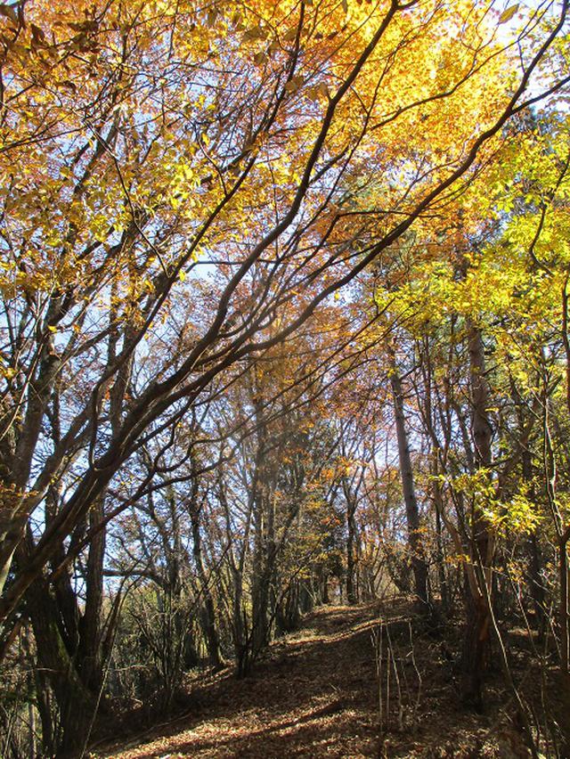 画像7: 11月の山旅会 都民の森から槙寄山 ツアーの下見に行ってきました!