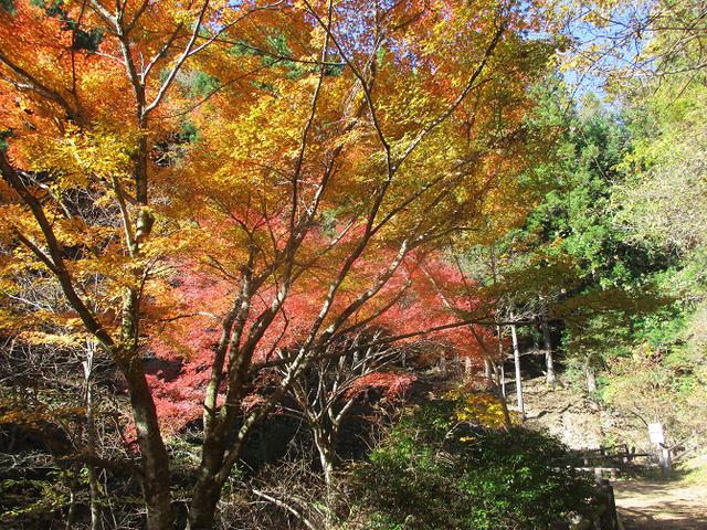 画像3: 11月の山旅会 都民の森から槙寄山 ツアーの下見に行ってきました!