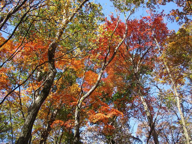画像11: 11月の山旅会 都民の森から槙寄山 ツアーの下見に行ってきました!