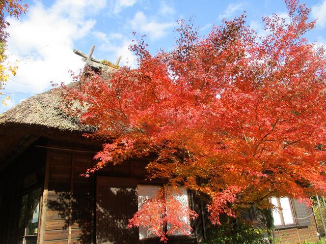 画像2: 岡田ガイドのハイキングコースで 青木ケ原樹海と三湖台 のコースに行ってきました♪
