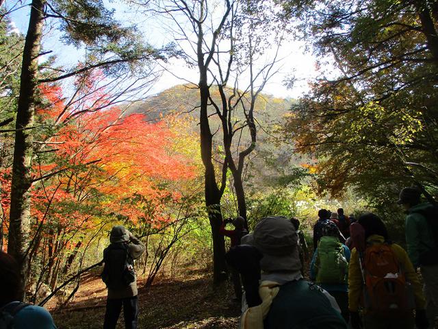 画像4: 岡田ガイドのハイキングコースで 青木ケ原樹海と三湖台 のコースに行ってきました♪