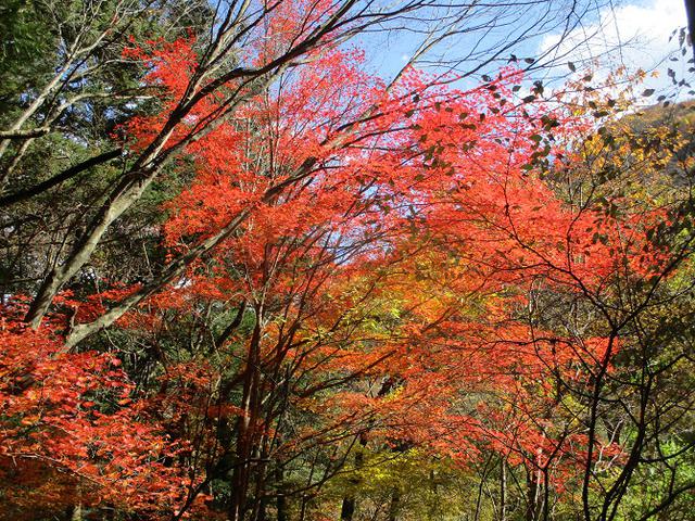 画像5: 岡田ガイドのハイキングコースで 青木ケ原樹海と三湖台 のコースに行ってきました♪