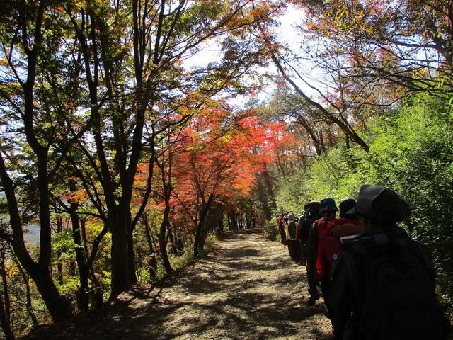 画像11: 岡田ガイドのハイキングコースで 青木ケ原樹海と三湖台 のコースに行ってきました♪