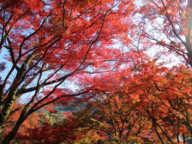 画像2: 山旅会ツアー1月までの催行状況のご案内です!