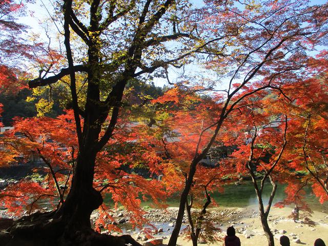 画像3: 11月21日から山旅会 「香嵐渓と鳳来寺」 ツアーに行ってきました!
