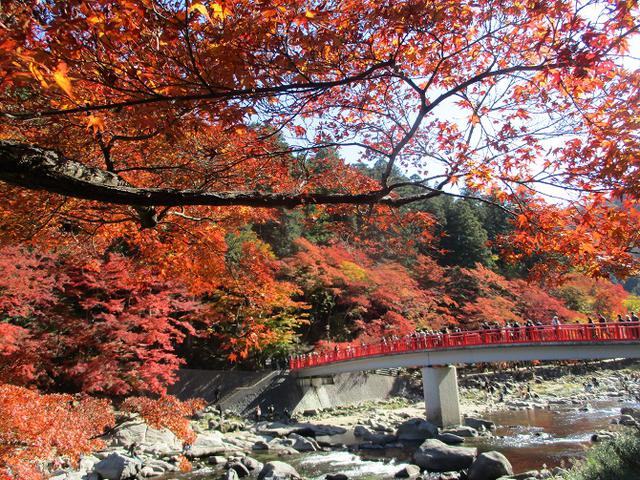 画像2: 11月21日から山旅会 「香嵐渓と鳳来寺」 ツアーに行ってきました!