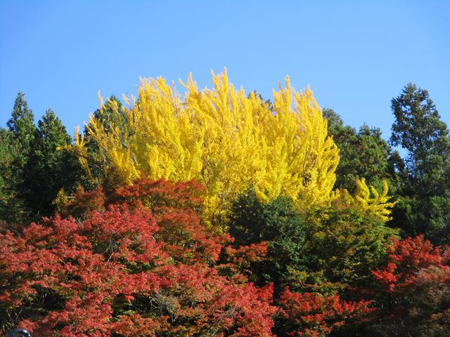 画像3: 11月21日から山旅会 「香嵐渓と鳳来寺山」 ツアーに行ってきました!