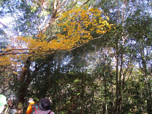画像2: 11月21日から山旅会 「香嵐渓と鳳来寺山」 ツアーに行ってきました!
