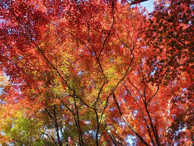 画像8: 11月21日から山旅会 「香嵐渓と鳳来寺」 ツアーに行ってきました!