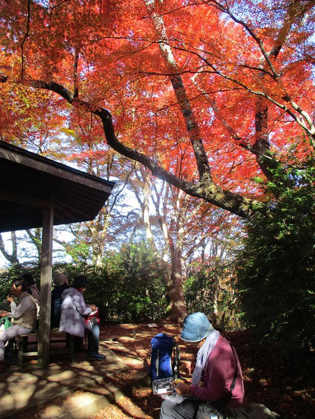 画像9: 11月21日から山旅会 「香嵐渓と鳳来寺」 ツアーに行ってきました!