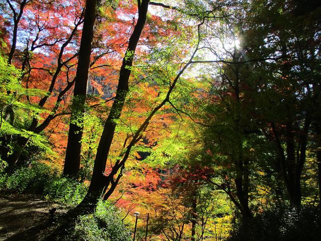 画像6: 11月21日から山旅会 「香嵐渓と鳳来寺山」 ツアーに行ってきました!