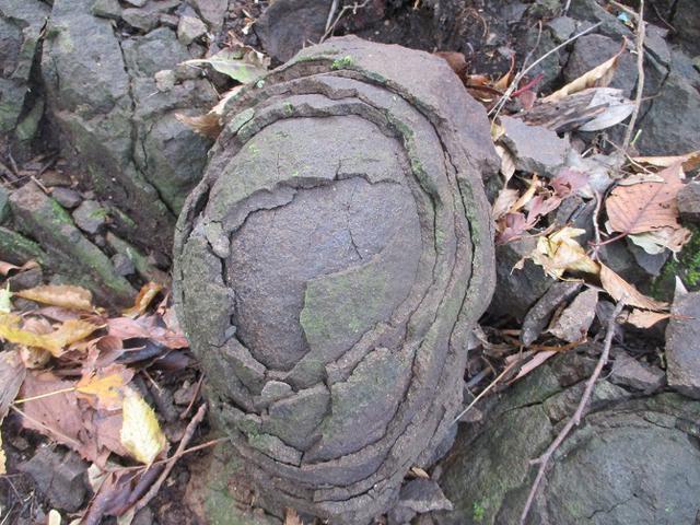 画像4: 12月の山旅会 「鐘ヶ岳」 の下見に行ってきました!