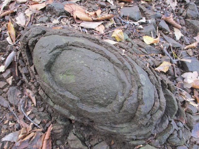 画像5: 12月の山旅会 「鐘ヶ岳」 の下見に行ってきました!