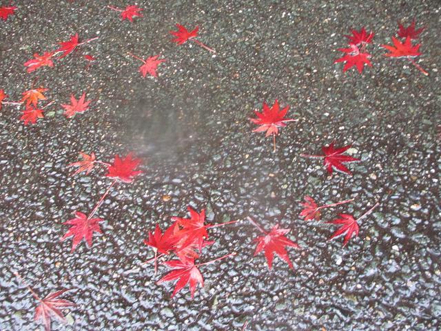 画像14: 11月21~22日に山旅会 「香嵐渓と鳳来寺山」 ツアーに行ってきました!