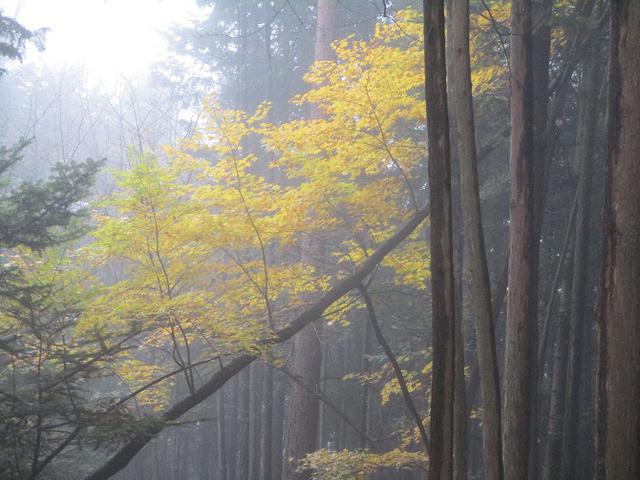 画像10: 【山旅会・登山ガイドこだわりツアー】岡田ガイドからの便り・槙寄山ツアーに行ってきました!