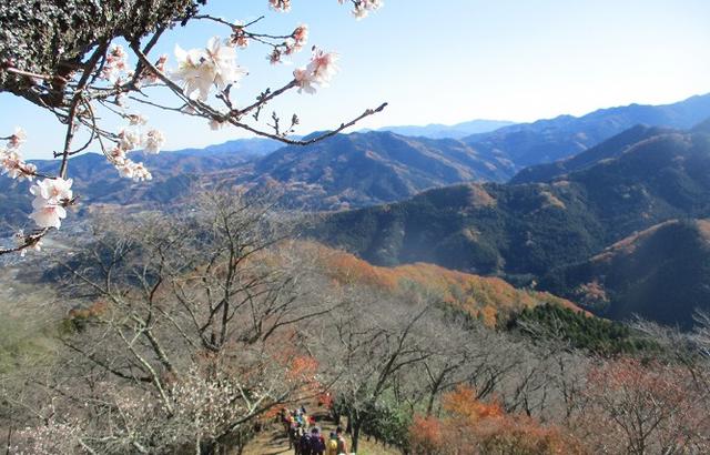 画像12: 12月4日に冬桜で有名なその名も 「桜山」 へ行って来ました♪