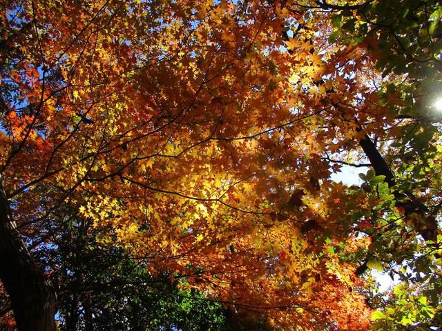 画像3: 12月4日に冬桜で有名なその名も 「桜山」 へ行って来ました♪
