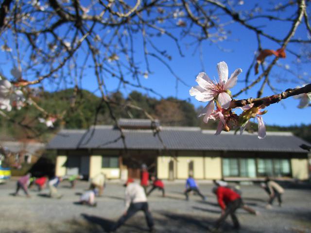 画像1: 12月4日に冬桜で有名なその名も 「桜山」 へ行って来ました♪
