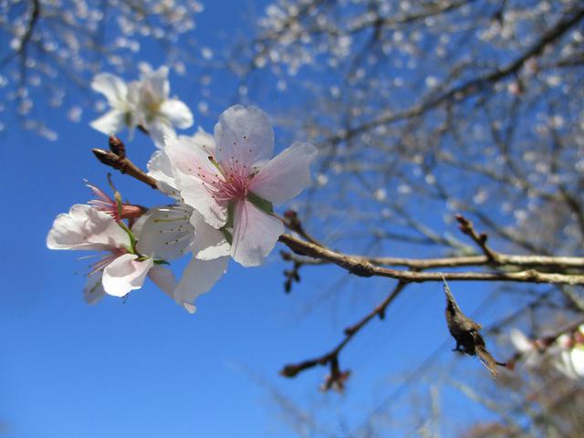 画像6: 12月4日に冬桜で有名なその名も 「桜山」 へ行って来ました♪