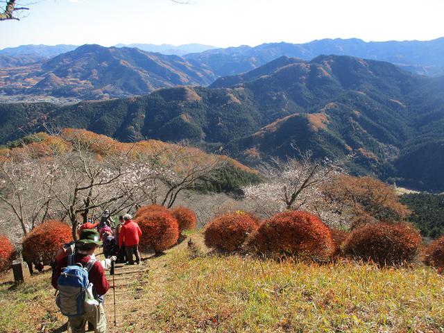 画像11: 12月4日に冬桜で有名なその名も 「桜山」 へ行って来ました♪
