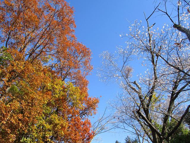 画像7: 12月4日に冬桜で有名なその名も 「桜山」 へ行って来ました♪