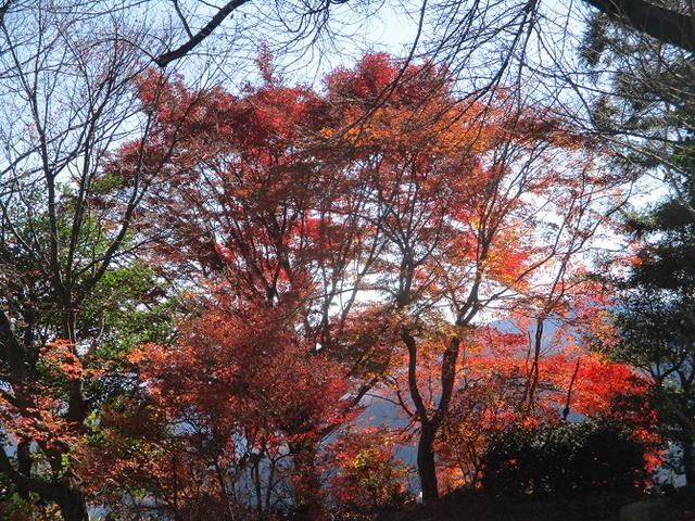 画像5: 12月4日に冬桜で有名なその名も 「桜山」 へ行って来ました♪