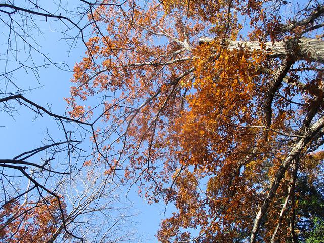 画像1: 先日12月14日に山旅会 東高尾山稜 ツアーに行ってきました!