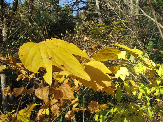 画像2: 先日12月14日に山旅会 東高尾山稜 ツアーに行ってきました!