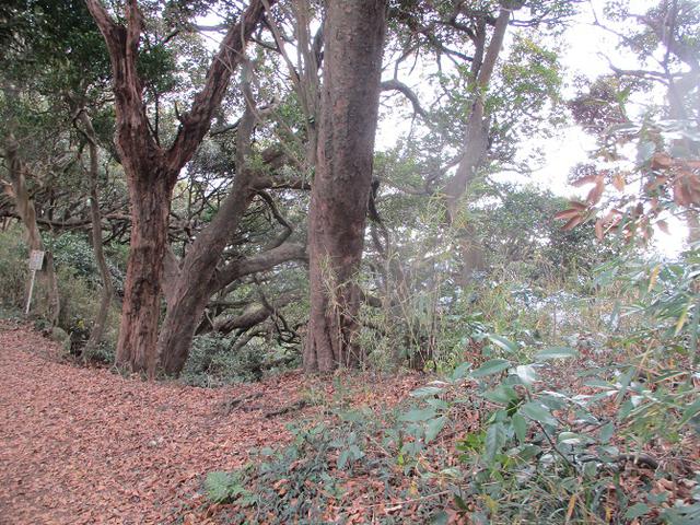 画像5: 12月21日に山旅会現地集合 「鷹取山」 ツアーに行ってきました!