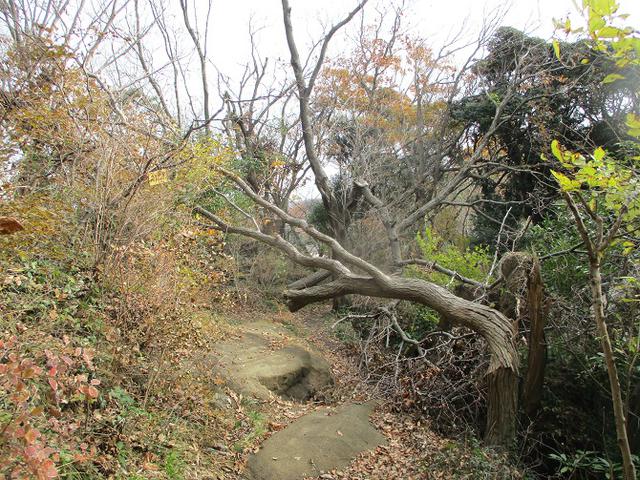 画像11: 12月21日に山旅会現地集合 「鷹取山」 ツアーに行ってきました!