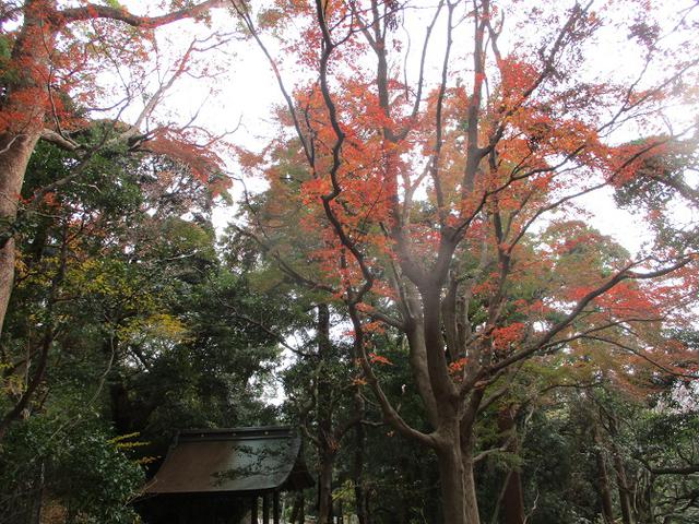 画像2: 12月21日に山旅会現地集合 「鷹取山」 ツアーに行ってきました!