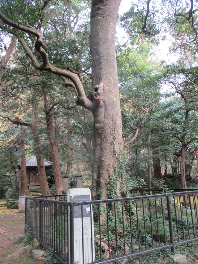 画像3: 12月21日に山旅会現地集合 「鷹取山」 ツアーに行ってきました!